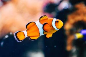 需要不少于2141个字。我可以从以下几个方面展开，世界杯2026是哪个国家